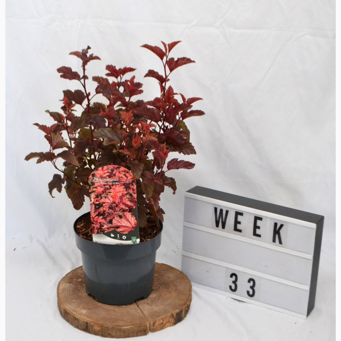 Smällspirea – Physocarpus opulifolius 'Little Angel'® - C3 20-40 CM